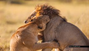 Der „Mai mit Biss“ ist auf dem Sender National Geographic WILD längst zur festen Tradition geworden. Auch dieses Jahr gibt‘s den ganzen Monat über spannende TV-Premieren und eindrucksvolle Doku-Highlights zu tierischen Jägern rund um den Globus.v Foto © Earth Touch