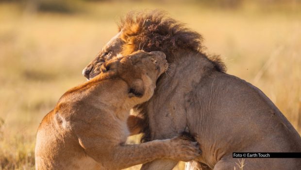 Der „Mai mit Biss“ ist auf dem Sender National Geographic WILD längst zur festen Tradition geworden. Auch dieses Jahr gibt‘s den ganzen Monat über spannende TV-Premieren und eindrucksvolle Doku-Highlights zu tierischen Jägern rund um den Globus.v Foto © Earth Touch
