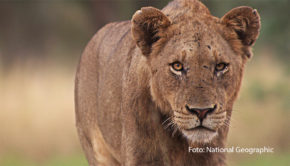 Auf National Geographic WILD startet am 7. Mai ein besonderer Themenmonat, der sich den gefährlichsten und gefürchtetsten Jägern der Erde widmet. Im „Mai mit Biss“ geht‘s mit zahlreichen Dokumentationen und Serien um Tiere, die sich an die Spitze der Nahrungskette gekämpft haben. (Foto: National Geographic)