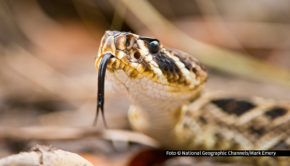 Am heutigen Dienstag, den 6. Mai startet bei National Geographic WILD der „Mai mit Biss“. Vier Wochen lang dreht sich alles um die gefährlichsten Jäger des Tierreichs. Auf dem Sendeplan stehen dabei u.a. deutsche TV-Premieren wie die Dokumentation „Wildes Florida: Königreich der Reptilien“. Foto © National Geographic Channels/Mark Emery