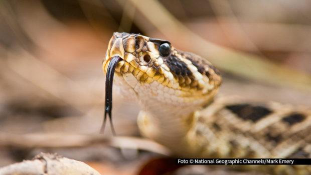 Am heutigen Dienstag, den 6. Mai startet bei National Geographic WILD der „Mai mit Biss“. Vier Wochen lang dreht sich alles um die gefährlichsten Jäger des Tierreichs. Auf dem Sendeplan stehen dabei u.a. deutsche TV-Premieren wie die Dokumentation „Wildes Florida: Königreich der Reptilien“. Foto © National Geographic Channels/Mark Emery