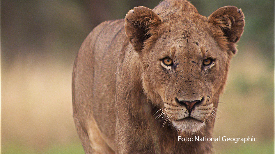 National Geographic WILD startet den „Mai mit Biss“