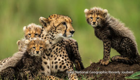 Am 12. Mai ist Muttertag. Das wird natürlich auch bei National Geographic WILD gefeiert. Den gesamten Tag über gibt’s auf dem Sender spannende Doku-Formate rund um die stärksten, liebevollsten und bewundernswertesten Mütter der Tierwelt. (Foto: National Geographic/Beverly Joubert)