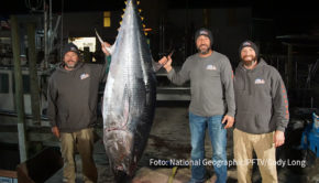 Beim Doku-Sender National Geographic sind die Hochsee Cowboys mit einer neuen Serie zurück. Vor der Ostküste der USA liefern sie sich auf der Jagd nach dem begehrten Blauflossenthunfisch einen packenden Showdown – zu sehen ab 3. Mai. Dabei sind strenge Fangquoten zu beachten. (Foto: National Geographic/PFTV/Cody Long)