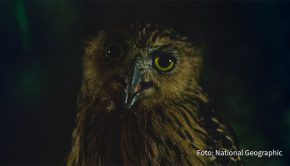 Am heutigen 31. Oktober nähert sich National Geographic Wild einigen dunklen Seiten des Tierreichs. Zudem werden vorurteilsbehaftete und teils unheimliche Wesen genauer unter die Lupe genommen. Dabei geht‘s nicht zuletzt auch um die Frage: Was ist Fakt und was ist pure Fiktion? (Foto: National Geographic)