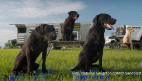 In der neuen achtteiligen Doku-Serie „Mensch und Hund – Beste Freunde, treue Partner“ ergründet National Geographic Wild ab heute donnerstags, jeweils ab 20:10 Uhr, was die Verbindung zwischen dem Menschen und seinem Lieblingsvierbeiner ausmacht. (Foto: National Geographic/Mitch Sandblast)