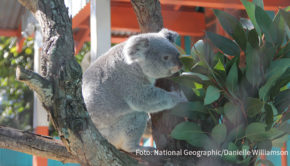 Beim Thema Artenschutz kommt den Zoos eine immer größere Rolle zu. National Geographic Wild blickt beispielhaft auf den Zoo-Tampa at Lowry Park in Florida. Neue Folgen der Serie „Zoogeflüster: Tampa“ stehen ab dem morgigen 3. November bei dem Doku-Sender auf dem Programm. (Foto: National Geographic/Danielle Williamson)