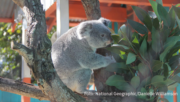 Beim Thema Artenschutz kommt den Zoos eine immer größere Rolle zu. National Geographic Wild blickt beispielhaft auf den Zoo-Tampa at Lowry Park in Florida. Neue Folgen der Serie „Zoogeflüster: Tampa“ stehen ab dem morgigen 3. November bei dem Doku-Sender auf dem Programm. (Foto: National Geographic/Danielle Williamson)
