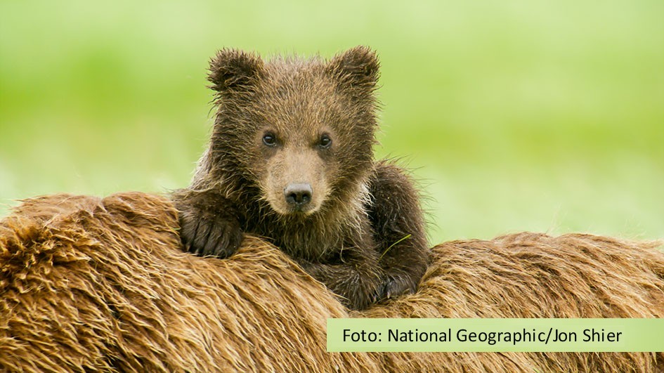 HP_NationalParksUSA_203_Katmai__127_Foto_National Geographic Wild_John Shier
