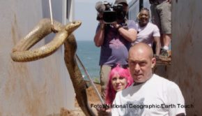 Neue Abenteuer der südafrikanischen Schlangenexperten Simon Keys und Siouxsie Gillett zeigt der Doku-Sender National Geographic Wild ab dem heutigen 1. Juli immer freitags als deutsche TV-Premiere. Neu im „Snakes in the City“-Team ist die Auszubildende Mbali Mtshali. (Foto: National Geographic/Earth Touch)