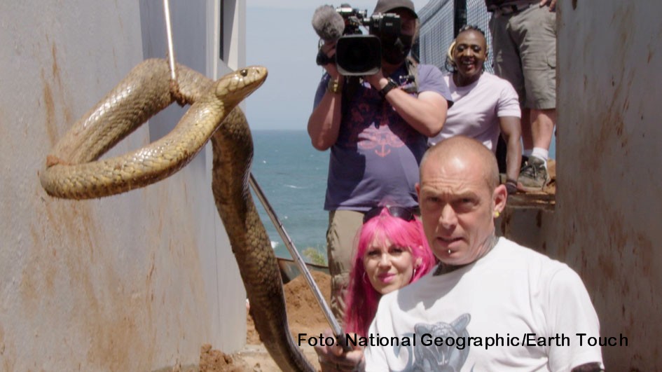 Neue Abenteuer der südafrikanischen Schlangenexperten Simon Keys und Siouxsie Gillett zeigt der Doku-Sender National Geographic Wild ab dem heutigen 1. Juli immer freitags als deutsche TV-Premiere. Neu im „Snakes in the City“-Team ist die Auszubildende Mbali Mtshali. (Foto: National Geographic/Earth Touch)