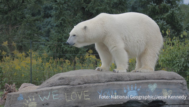 Der Eisbär gilt als König der Arktis. Doch seine Existenz ist massiv bedroht. Mittlerweile gilt der weiße Riese sogar als eine Art Ikone für das Thema Erderwärmung. Am Sonntag, dem internationalen Tag des Eisbären, widmet National Geographic Wild den Tieren mehrere Dokus. (Foto: National Geographic/Jesse Kennedy)