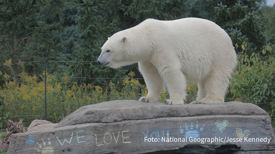 Der Eisbär gilt als König der Arktis. Doch seine Existenz ist massiv bedroht. Mittlerweile gilt der weiße Riese sogar als eine Art Ikone für das Thema Erderwärmung. Am Sonntag, dem internationalen Tag des Eisbären, widmet National Geographic Wild den Tieren mehrere Dokus. (Foto: National Geographic/Jesse Kennedy)