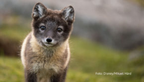 Ab dem 21. November tauchen die Zuschauerinnen und Zuschauer von National Geographic WILD in die atemberaubende Welt der Tierwanderungen ein. Die Dokuserie „Unglaubliche Tierwanderungen“ begibt sich auf eine Reise rund um den Globus. In den unterschiedlichsten Regionen geht’s um die Suche nach Nahrung, Schutz und Liebe. (Foto: Disney/Mikael Härd)