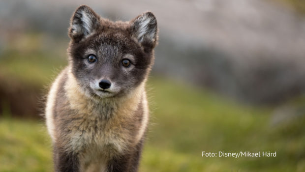 Ab dem 21. November tauchen die Zuschauerinnen und Zuschauer von National Geographic WILD in die atemberaubende Welt der Tierwanderungen ein. Die Dokuserie „Unglaubliche Tierwanderungen“ begibt sich auf eine Reise rund um den Globus. In den unterschiedlichsten Regionen geht’s um die Suche nach Nahrung, Schutz und Liebe. (Foto: Disney/Mikael Härd)