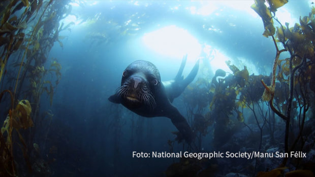 Bei National Geographic Wild geht’s im März um vor allem um Schlangen. Am 3. März konzentriert sich der Sender dann auf den Tag des Artenschutzes. Auf dem Programm stehen diverse Dokumentationen, die auf den Erhalt bedrohter Spezies aufmerksam machen. (Foto: National Geographic-Society/Manu San Felix)