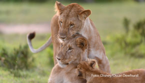 National Geographic WILD startet ab dem 5. März die siebenteilige Dokureihe „Queens – Königinnen des Tierreichs“, die jeden Dienstag zur Primetime die faszinierenden weiblichen Herrscherinnen der Wildnis und ihre entscheidende Rolle in der Führung ihrer Gemeinschaften präsentiert. (Foto: Disney/Oscar Dewhurst)