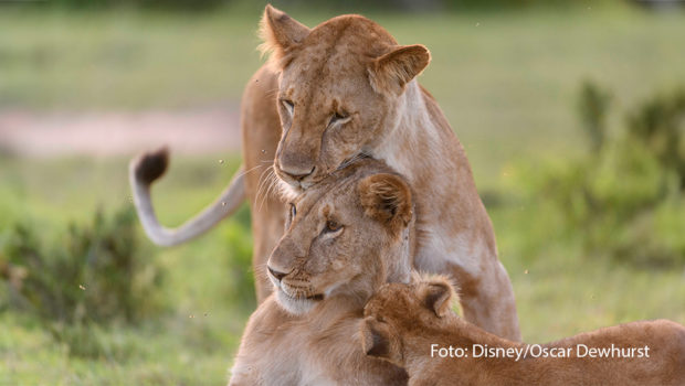 National Geographic WILD startet ab dem 5. März die siebenteilige Dokureihe „Queens – Königinnen des Tierreichs“, die jeden Dienstag zur Primetime die faszinierenden weiblichen Herrscherinnen der Wildnis und ihre entscheidende Rolle in der Führung ihrer Gemeinschaften präsentiert. (Foto: Disney/Oscar Dewhurst)