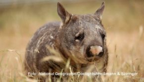 Anlässlich des Nationalfeiertags „Australia Day“ präsentiert National Geographic Wild am heutigen 26. Januar eine umfangreiche Sonderprogrammierung mit Tier- und Naturdokus vom fünften Kontinent. Dabei spielt natürlich auch der Wombat eine wesentliche Rolle. (Foto: National Geographic/Doclights/Weißmann & Sziringer)