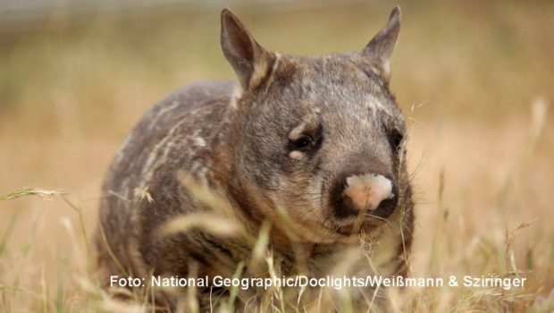 Anlässlich des Nationalfeiertags „Australia Day“ präsentiert National Geographic Wild am heutigen 26. Januar eine umfangreiche Sonderprogrammierung mit Tier- und Naturdokus vom fünften Kontinent. Dabei spielt natürlich auch der Wombat eine wesentliche Rolle. (Foto: National Geographic/Doclights/Weißmann & Sziringer)