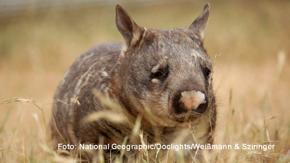 Anlässlich des Nationalfeiertags „Australia Day“ präsentiert National Geographic Wild am heutigen 26. Januar eine umfangreiche Sonderprogrammierung mit Tier- und Naturdokus vom fünften Kontinent. Dabei spielt natürlich auch der Wombat eine wesentliche Rolle. (Foto: National Geographic/Doclights/Weißmann & Sziringer)