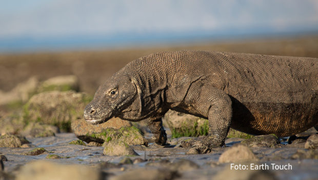 Ab dem 14. Oktober zeigt National Geographic WILD unter dem Motto „Reich der Reptilien“ täglich drei spannende Reptilien-Dokumentationen. Den Auftakt macht die TV-Premiere von „Ein Tag im Leben eines Komodowarans“. (Foto: Earth Touch)