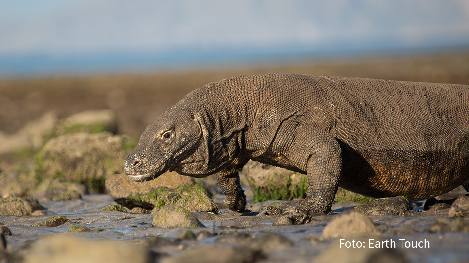 Ab dem 14. Oktober zeigt National Geographic WILD unter dem Motto „Reich der Reptilien“ täglich drei spannende Reptilien-Dokumentationen. Den Auftakt macht die TV-Premiere von „Ein Tag im Leben eines Komodowarans“. (Foto: Earth Touch)