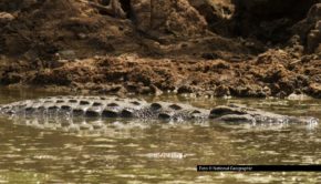 In diesem Oktober begibt sich National Geographic WILD ins „Reich der Reptilien“. Freitags steht bei dem Sender immer um 20:15 Uhr eine Doku auf dem Programm, in der es um die schuppigen Kreaturen, ihre Lebensräume, Verhaltensweisen und Überlebensstrategien geht. Foto © National Geographic