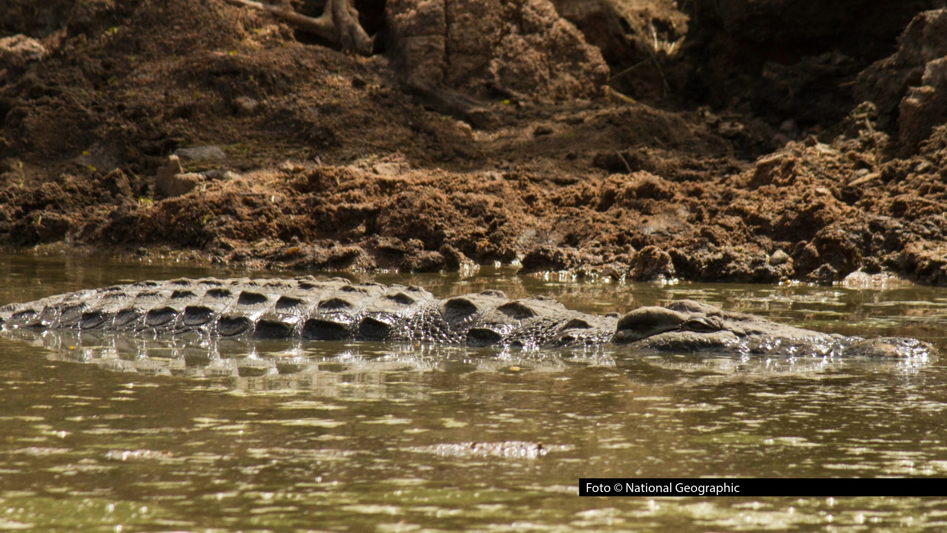 In diesem Oktober begibt sich National Geographic WILD ins „Reich der Reptilien“. Freitags steht bei dem Sender immer um 20:15 Uhr eine Doku auf dem Programm, in der es um die schuppigen Kreaturen, ihre Lebensräume, Verhaltensweisen und Überlebensstrategien geht. Foto © National Geographic