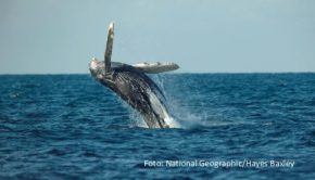 Ab dem 2. Juni feiert die Emmy-prämierte Doku-Serie „Die geheimnisvolle Welt der Wale“ ihre Deutschlandpremiere bei National Geographic WILD. Der von James Cameron produzierte Vierteiler gibt ebenso detaillierte wie faszinierende Einblicke in die Lebenswelten unterschiedlichen Walarten. (Foto: National Geographic/Hayes Baxley)