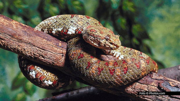 Ab 6. März widmet sich National Geographic WILD donnerstagsabends einen Monat lang der faszinierenden Welt der Schlangen. Spannende Dokus führen die beeindruckende Anpassungsfähigkeit der Tiere vor Augen. Zudem geht’s um die Herausforderungen durch invasive Arten. (Foto: Photos.com)