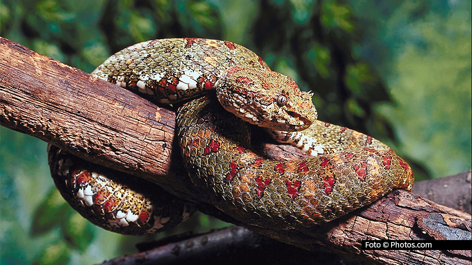 Ab 6. März widmet sich National Geographic WILD donnerstagsabends einen Monat lang der faszinierenden Welt der Schlangen. Spannende Dokus führen die beeindruckende Anpassungsfähigkeit der Tiere vor Augen. Zudem geht’s um die Herausforderungen durch invasive Arten. (Foto: Photos.com)