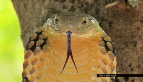 Am 3. März startet National Geographic WILD den Themenmonat „Snake Mania“. Jeden Dienstag stehen in der Primetime Dokus und Serienfolgen rund um die faszinierenden Reptilien auf dem Plan. Darunter sind auch Erstausstrahlungen wie „Die Giftakten: Anatomie eines Schlangenbisses“. (Foto © Earth Touch)