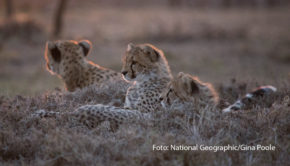 Der 4. Dezember steht beim Doku-Sender National Geographic WILD ganz im Zeichen einer der faszinierendsten Raubkatzen der Erde: Am „Tag des Geparden“ gibt’s zur Primetime vier Doku-Highlights am Stück, die das schnellste Landtier in den Vordergrund rücken. (Foto: National Geographic/Gina Poole)
