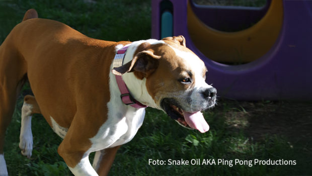 Am 10. Oktober feiert National Geographic WILD den internationalen Welthundetag mit einer Sonderprogrammierung. Ab 14:10 Uhr warten auf die Zuschauerinnen und Zuschauer sechs Formate am Stück, die die treuen Vierbeiner in den Mittelpunkt stellen. (Foto: Snake Oil AKA Ping Pong Productions)