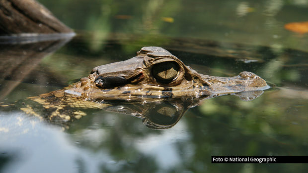Am 17. Juni feiert National Geographic WILD den „Tag der Krokodile“. Ab 20:15 Uhr zeigt der Sender drei Dokus am Stück, die die beeindruckende Kraft und urzeitliche Faszination dieser gepanzerten Reptilien in den Mittelpunkt stellen. Foto © National Geographic