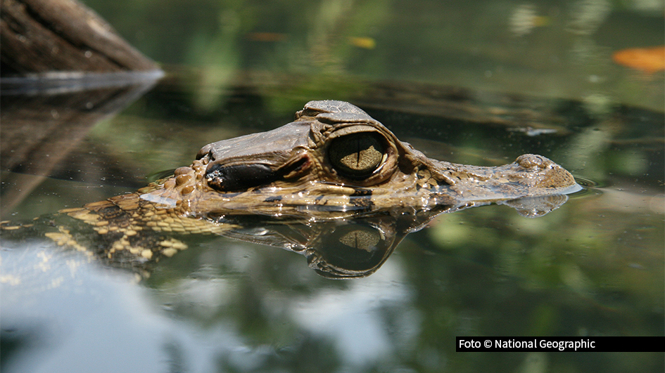 Am 17. Juni feiert National Geographic WILD den „Tag der Krokodile“. Ab 20:15 Uhr zeigt der Sender drei Dokus am Stück, die die beeindruckende Kraft und urzeitliche Faszination dieser gepanzerten Reptilien in den Mittelpunkt stellen. Foto © National Geographic