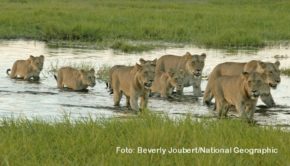 Mit dem „Tag des Löwen“ wird am 10. August weltweit auf die Belange des Königs unter den Tieren aufmerksam gemacht. Der Doku-Sender National Geographic Wild widmet dem Thema eine gut sechsstündige Sonderprogrammierung. (Foto: Beverly Joubert/National Geographic)