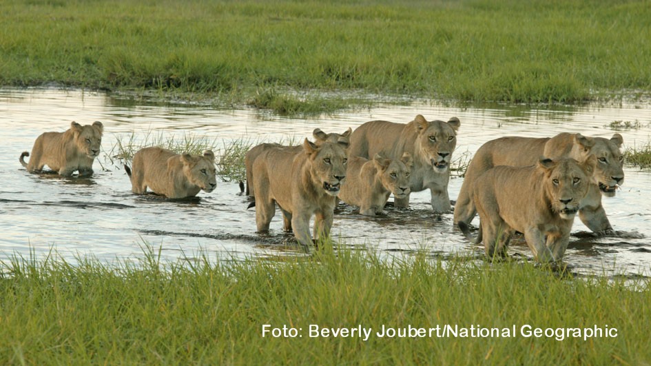 Mit dem „Tag des Löwen“ wird am 10. August weltweit auf die Belange des Königs unter den Tieren aufmerksam gemacht. Der Doku-Sender National Geographic Wild widmet dem Thema eine gut sechsstündige Sonderprogrammierung. (Foto: Beverly Joubert/National Geographic)