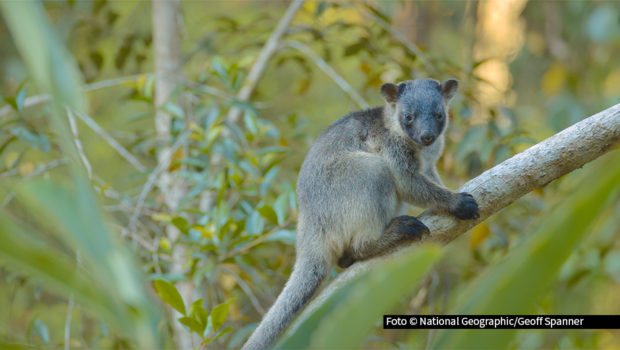 Zum Tag des Waldes zeigt der Sender National Geographic WILD den gesamten Nachmittag über Dokus rund um das vielleicht wichtigste Ökosystem der Erde. Foto © National Geographic/Geoff Spanner