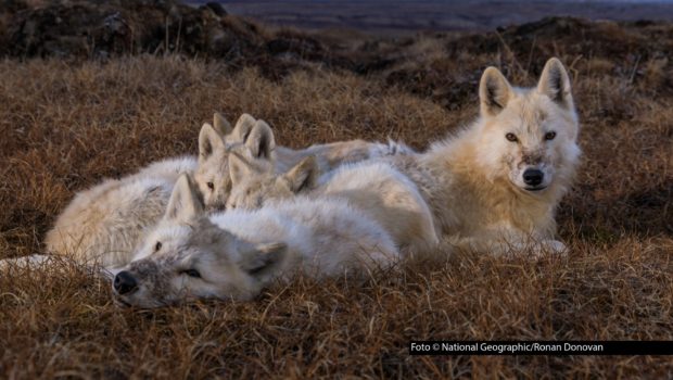 Am „Tag des Wolfes“ zeigt der Sender National Geographic WILD den gesamten Nachmittag lang Dokus rund um das bemerkenswerte Raubtier. Auf dem Sendeplan steht u.a. die dreiteilige Reihe „Königreich des Polarwolfs“ sowie der Dokumentarfilm „Puma vs. Wolf“. Foto © National Geographic/Ronan Donovan