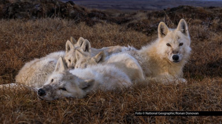 Am „Tag des Wolfes“ zeigt der Sender National Geographic WILD den gesamten Nachmittag lang Dokus rund um das bemerkenswerte Raubtier. Auf dem Sendeplan steht u.a. die dreiteilige Reihe „Königreich des Polarwolfs“ sowie der Dokumentarfilm „Puma vs. Wolf“. Foto © National Geographic/Ronan Donovan
