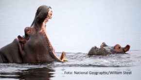 Einige der mächtigsten und mysteriösesten Wasserstraßen der Welt sowie deren Bewohner stehen im Mittelpunkt einer Sonderprogrammierung von National Geographic WILD im Januar 2025. Unter dem Titel „Gefährliche Flüsse“ laufen donnerstags in der Primetime zahlreiche Dokus und Serienfolgen. (Foto: National Geographic/William Steel)