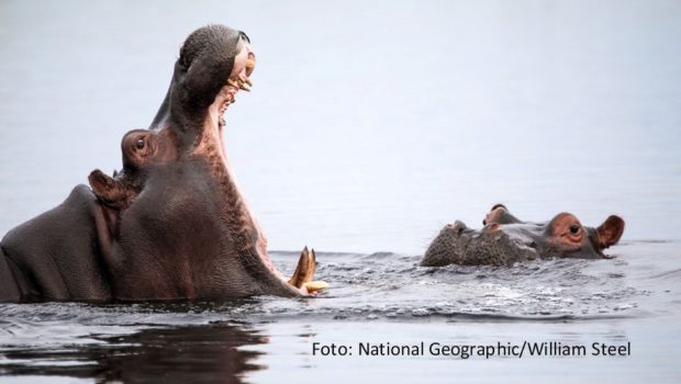 Einige der mächtigsten und mysteriösesten Wasserstraßen der Welt sowie deren Bewohner stehen im Mittelpunkt einer Sonderprogrammierung von National Geographic WILD im Januar 2025. Unter dem Titel „Gefährliche Flüsse“ laufen donnerstags in der Primetime zahlreiche Dokus und Serienfolgen. (Foto: National Geographic/William Steel)