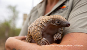 National Geographic WILD blickt am 2. November dem Tierschützer Giles Clark bei seiner bemerkenswerten Arbeit über die Schulter. Die deutsche TV-Premiere von „Tierbabys in Not: Rettung in der Wildnis“ begleitet ihn bei seinen Rettungsmissionen in Südafrika. (Foto: National Geographic/Mark Challender)