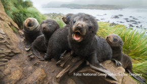 Am 1. Dezember darf wieder das erste Türchen des Adventskalenders geöffnet werden. Auch National Geographic WILD fiebert den Weihnachtstagen entgegen und zeigt bis Heiligabend täglich ein Doku-Highlight, dass das Publikum in tierische Winterwelten rund um den Globus mitnimmt. (Foto: National Geographic/Bertie Gregory)