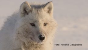 Das erste Türchen des „Tierischen Adventskalenders“ von National Geographic Wild öffnet sich heute am frühen Abend. Bis einschließlich Heiligabend zeigt der Sender täglich Natur- und Tierdokumentationen, die das Publikum an einige der kältesten Orte der Erde entführen. (Foto: National Geographic)
