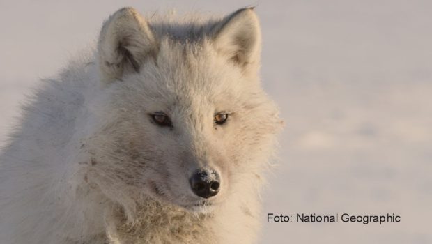 Das erste Türchen des „Tierischen Adventskalenders“ von National Geographic Wild öffnet sich heute am frühen Abend. Bis einschließlich Heiligabend zeigt der Sender täglich Natur- und Tierdokumentationen, die das Publikum an einige der kältesten Orte der Erde entführen. (Foto: National Geographic)
