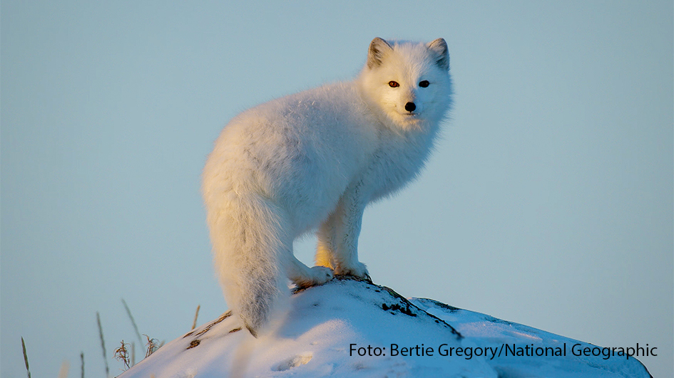 Heute werden offiziell die ersten Türchen der Adventskalender geöffnet. Auch National Geographic hat eine eigene Version und verkürzt die Wartezeit bis Weihnachten täglich mit einer besonderen Naturdoku. Der „Tierische Adventskalender“ beginnt heute Abend mit „Alaskas Wildnis: Zwerge und Riesen“. (Foto: Bertie Gregory/National Geographic)