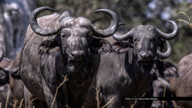 Bei National Geographic WILD steht am 26. August die deutsche TV-Premiere von „Tod am Fluss“ auf dem Sendeplan. Ab 20:15 Uhr zeigt die neue Dokumentation, wie überlebenswichtig und zugleich gefährlich Wasseradern für die wandernden Wildtiere Afrikas sind. Foto © Lion Mountain Media